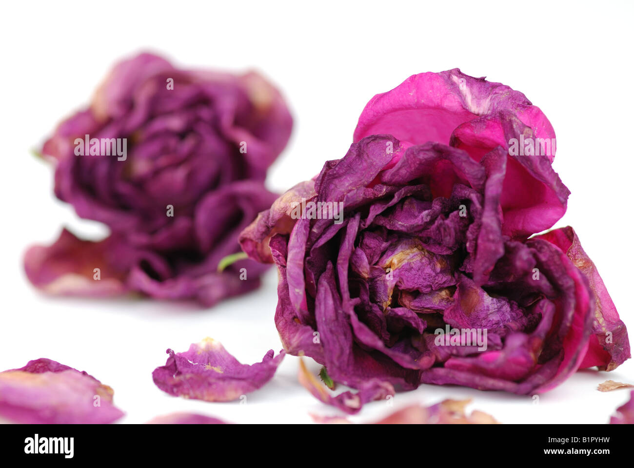 Rosa asciutta Foto Stock