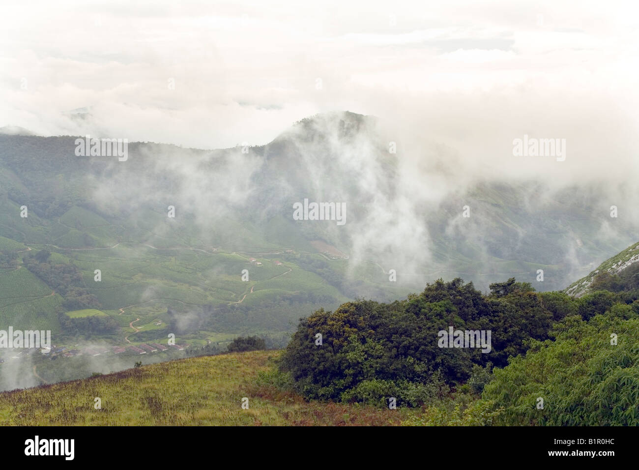Eravikulam National Park nebbia aleggia su austera bellezza di praterie e shola in colline Rajamalai i Ghati Occidentali Kerala India Foto Stock