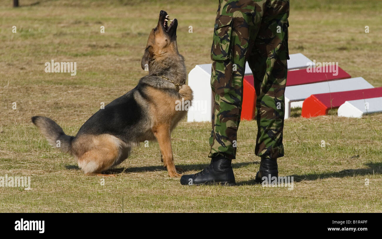 Pastore Tedesco cane (alsaziano)custodendo il sospetto Foto Stock