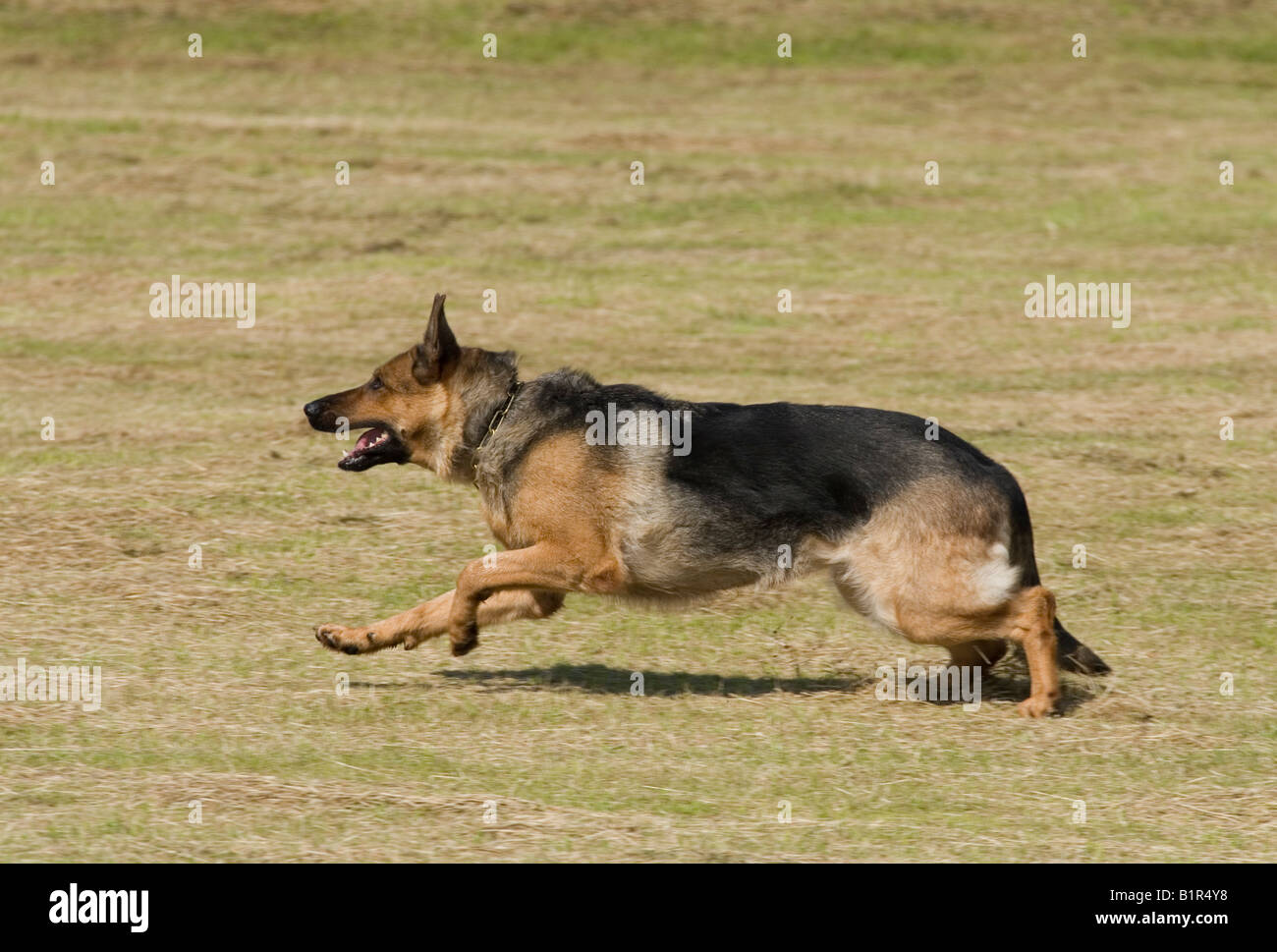 Pastore Tedesco cane (alsaziano) Foto Stock