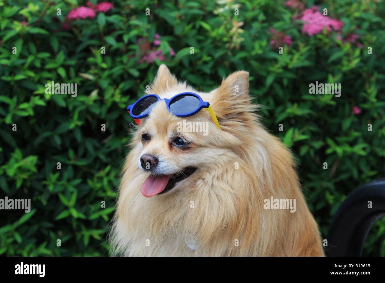 Cane di Pomerania indossando occhiali da sole Foto Stock