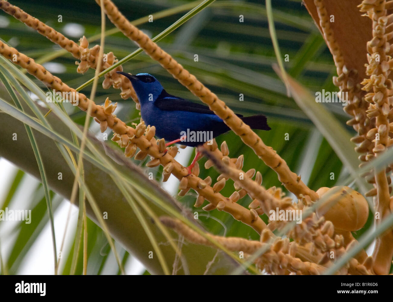 'Fly Catcher?' Foto Stock