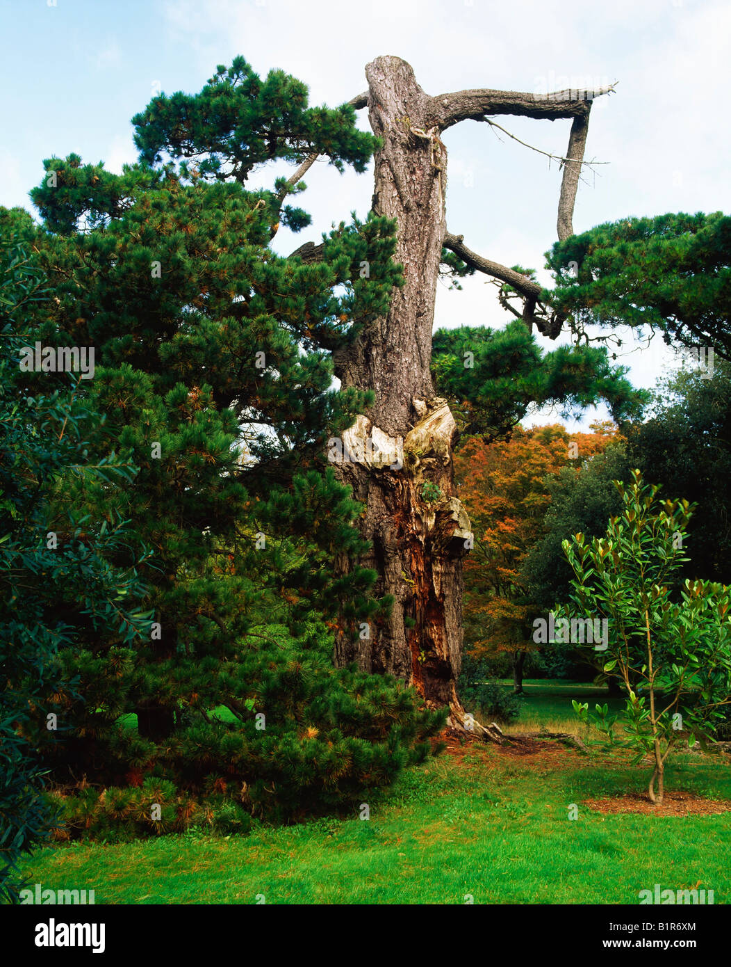 Fota Island, Co Cork, Irlanda, Fota arboreto, vento danneggiato Monteray Pine Foto Stock