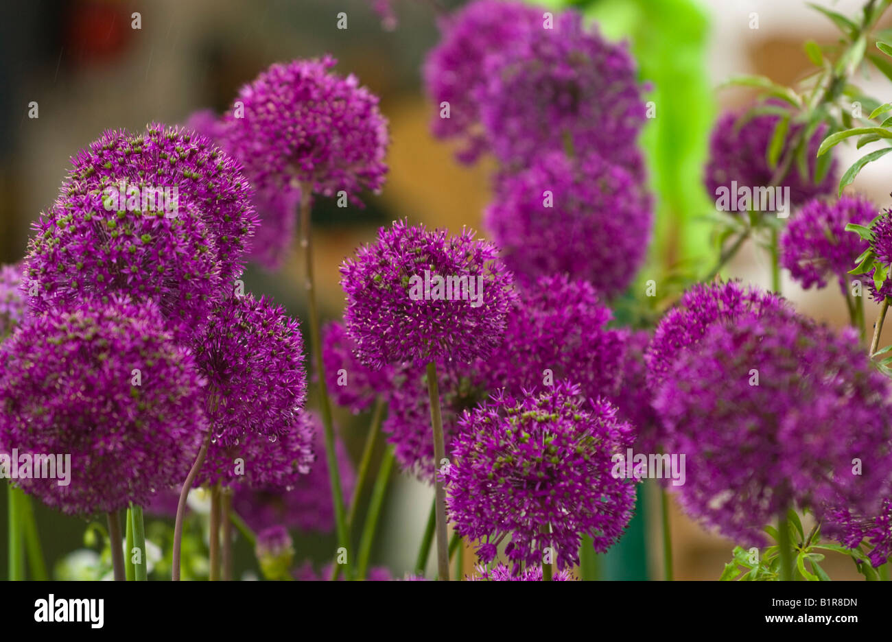 Cipolla ornamentale Allium in giardino a display il Guardian Hay Festival 2008 Hay on Wye Powys Wales UK UE Foto Stock