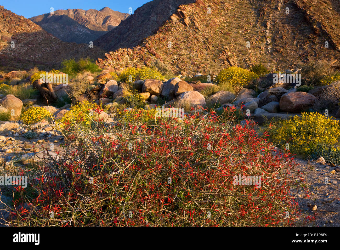 Fiori Selvatici in Borrego Palm Canyon Anza Borrego Desert State Park California Foto Stock