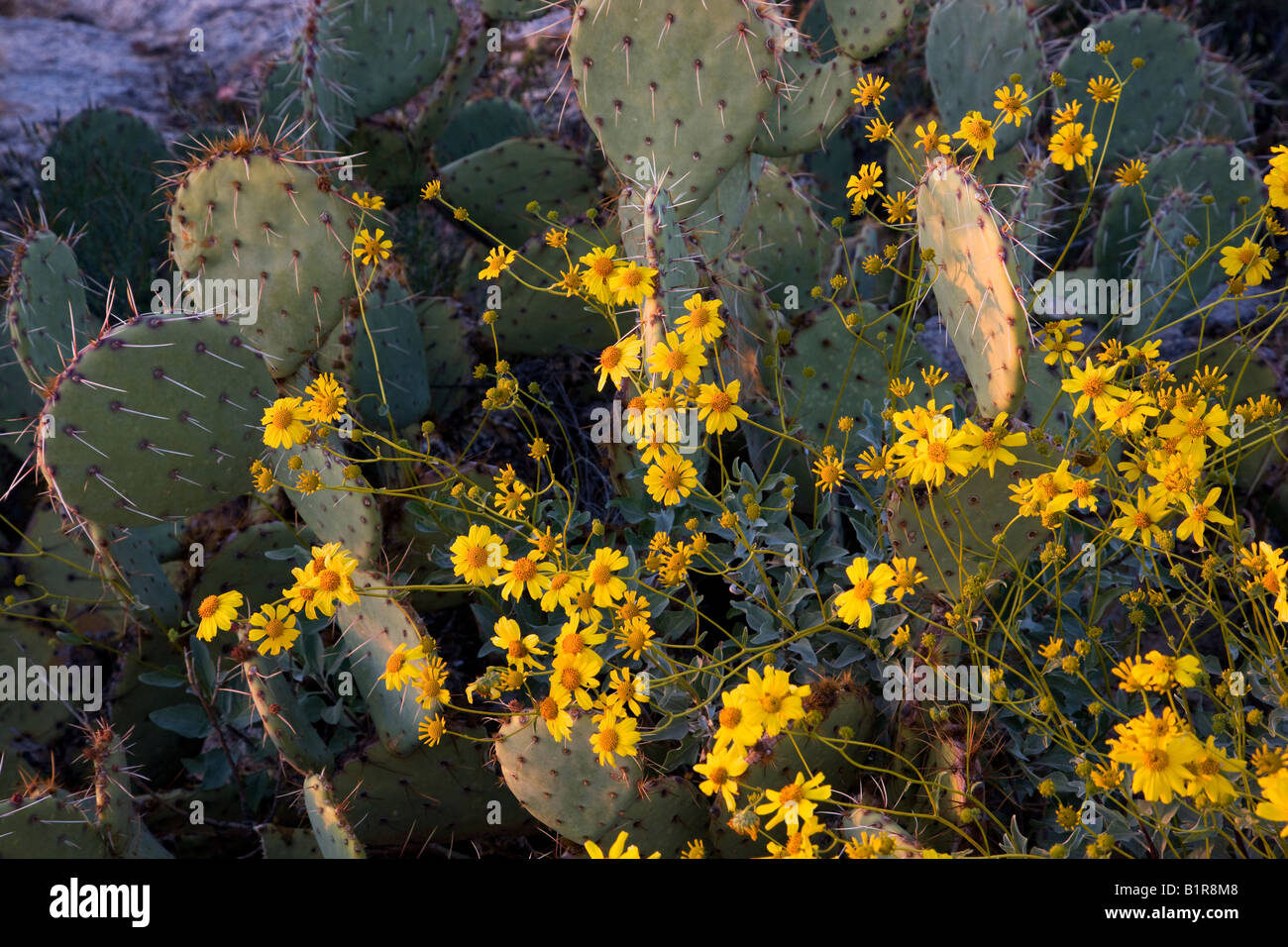 Il cactus e fiori selvatici in Oriente Saguaro Parco nazionale del Saguaro Tucson in Arizona Foto Stock