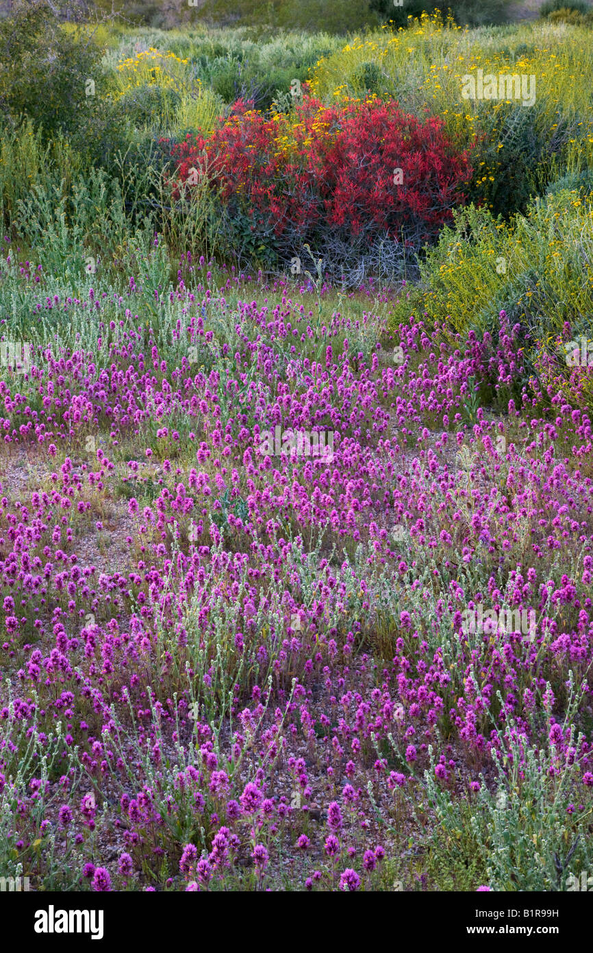 Chuparosa e viola il gufo s clover fiori selvatici nel Parco Regionale delle Montagne di McDowell vicino alla fontana colline al di fuori di Phoenix in Arizona Foto Stock