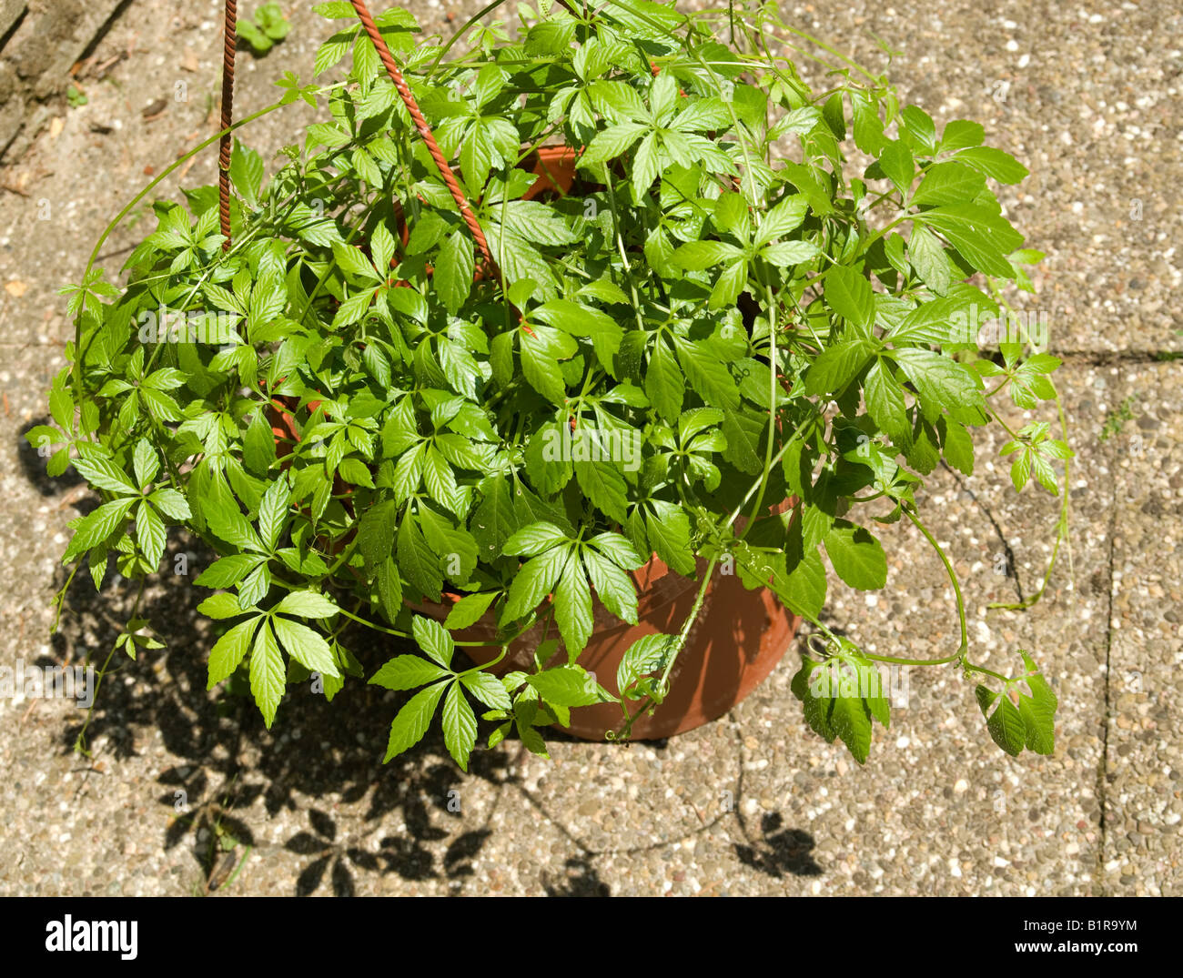 Jiaogulan pianta del tè (Gynostemma Pentaphyllum, erbe di immortalità Foto  stock - Alamy