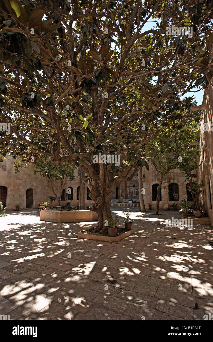 Hama Siria Gigante magnolia albero Azem palazzo cortile Foto Stock