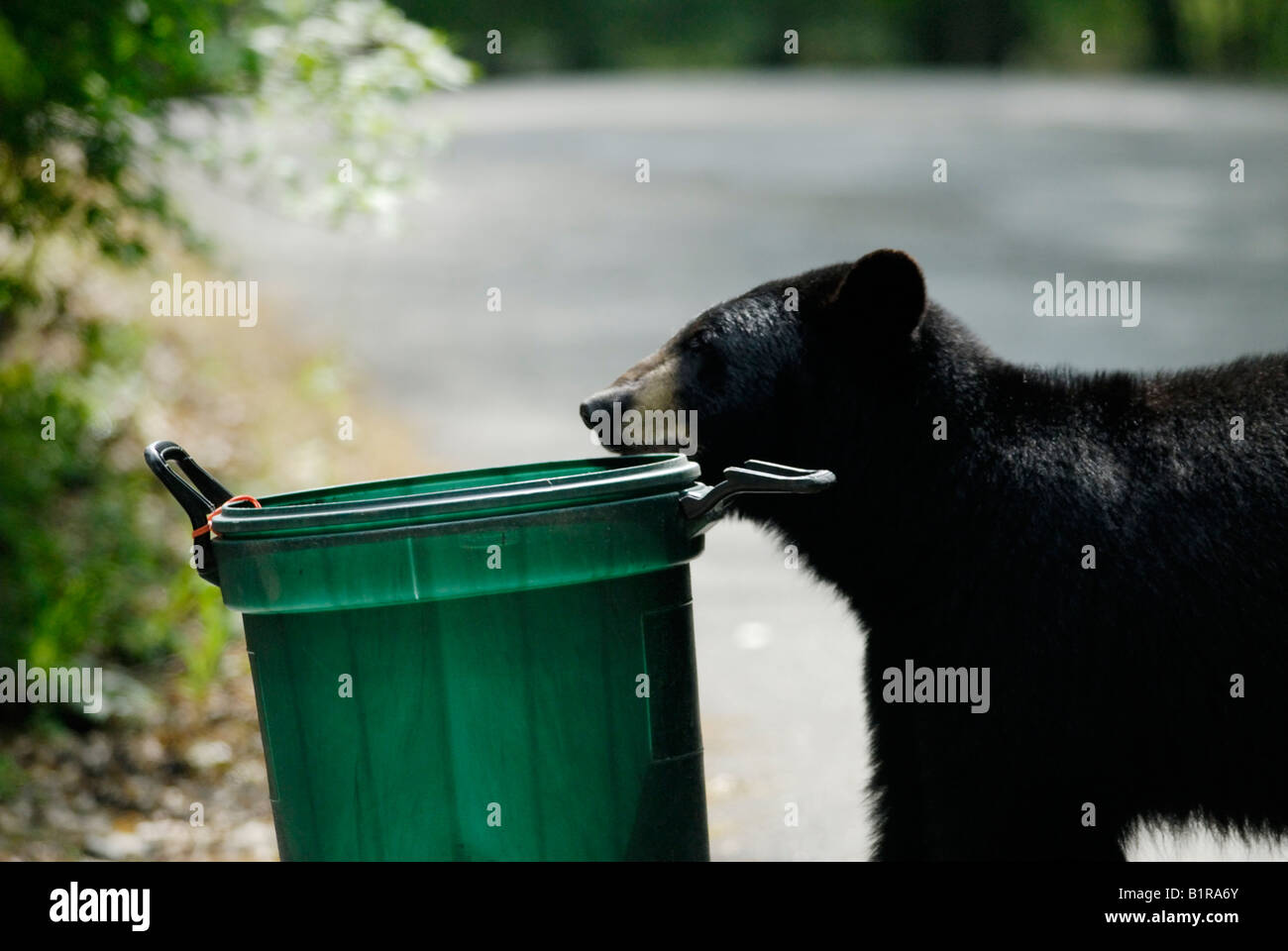 Bear odore di immondizia può bin Foto Stock