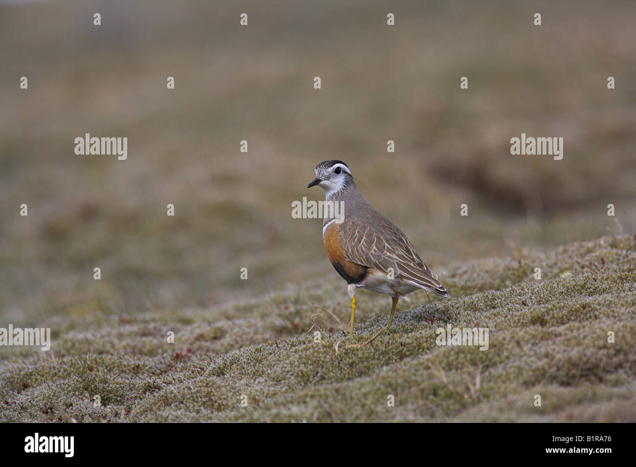 Beccaccia Charadrius morinellus femmina permanente sulla tundra a Carn divieto Mor, Scozia in maggio. Foto Stock