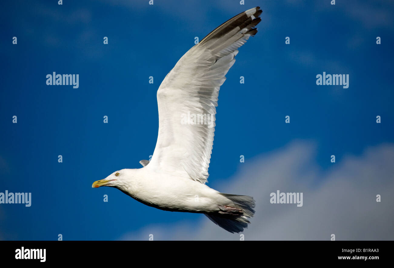 Gabbiano di volo Foto Stock