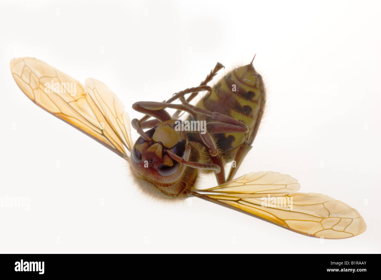 Un calabrone morto Foto Stock