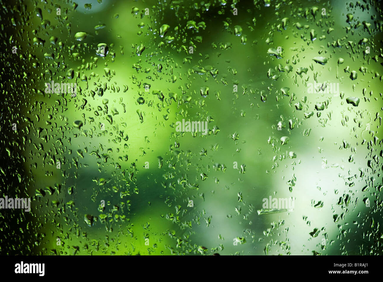 Gocce di pioggia su una finestra nella parte anteriore di un legno verde astratta. Scozia Foto Stock