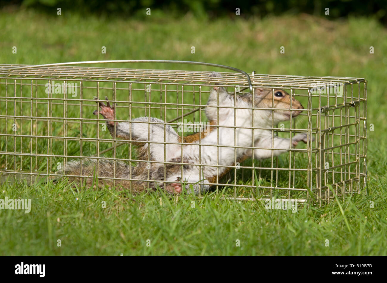 Squirrel trap immagini e fotografie stock ad alta risoluzione - Alamy
