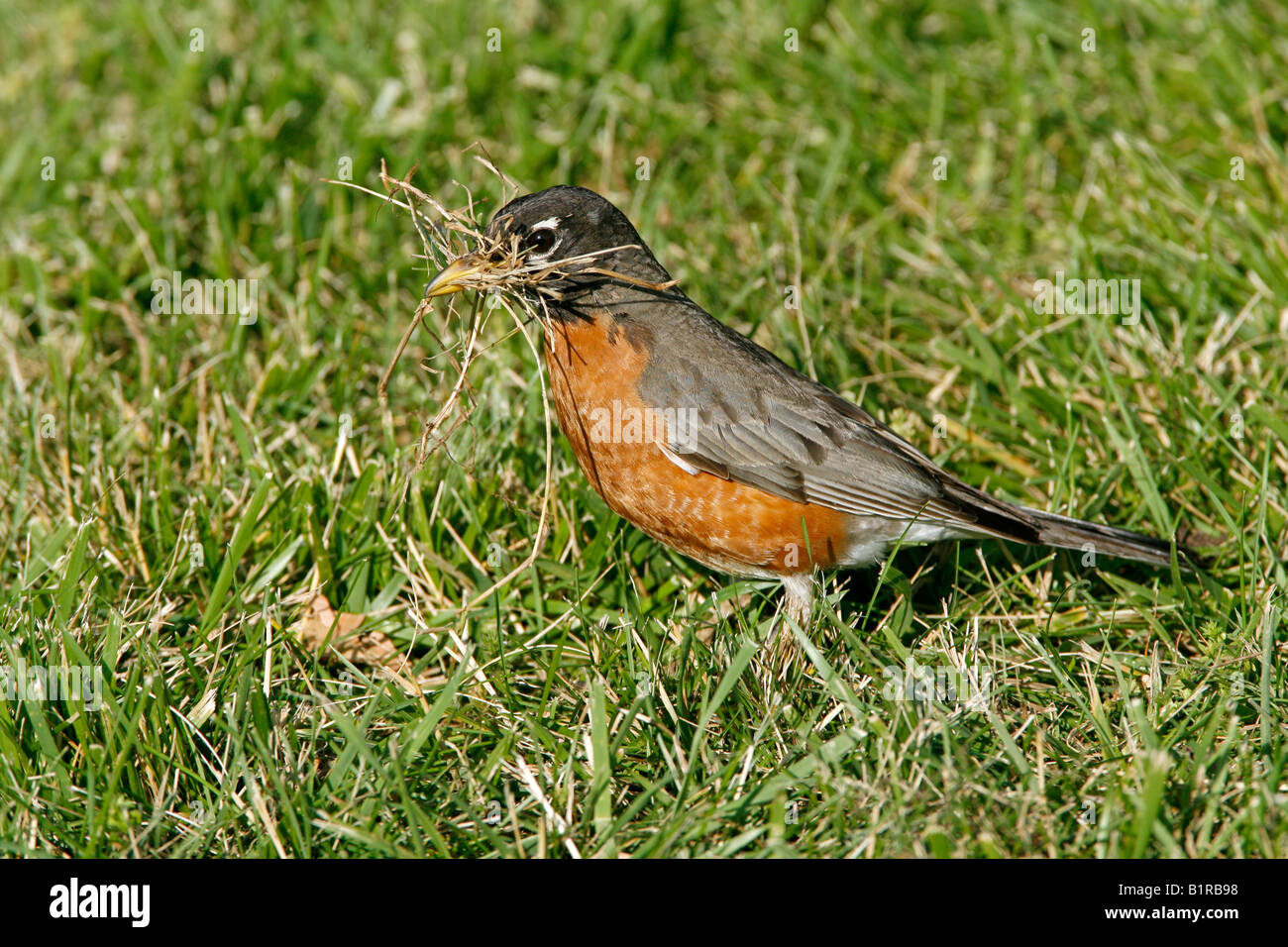 American Robin con materiale di Nesting Foto Stock