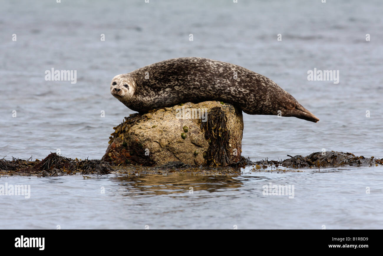 Guarnizione comune Phoca vitulina Scozia Scotland Foto Stock