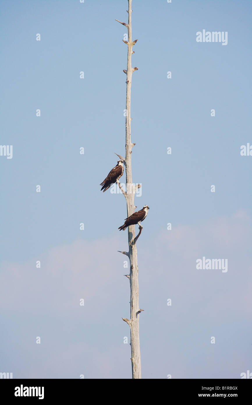 Una coppia di falchi pescatori mantenere un lontano guarda sul loro sito di nidificazione da un paese limitrofo di Cypress snag situato sul Lago di Marion, S. Carolina Foto Stock