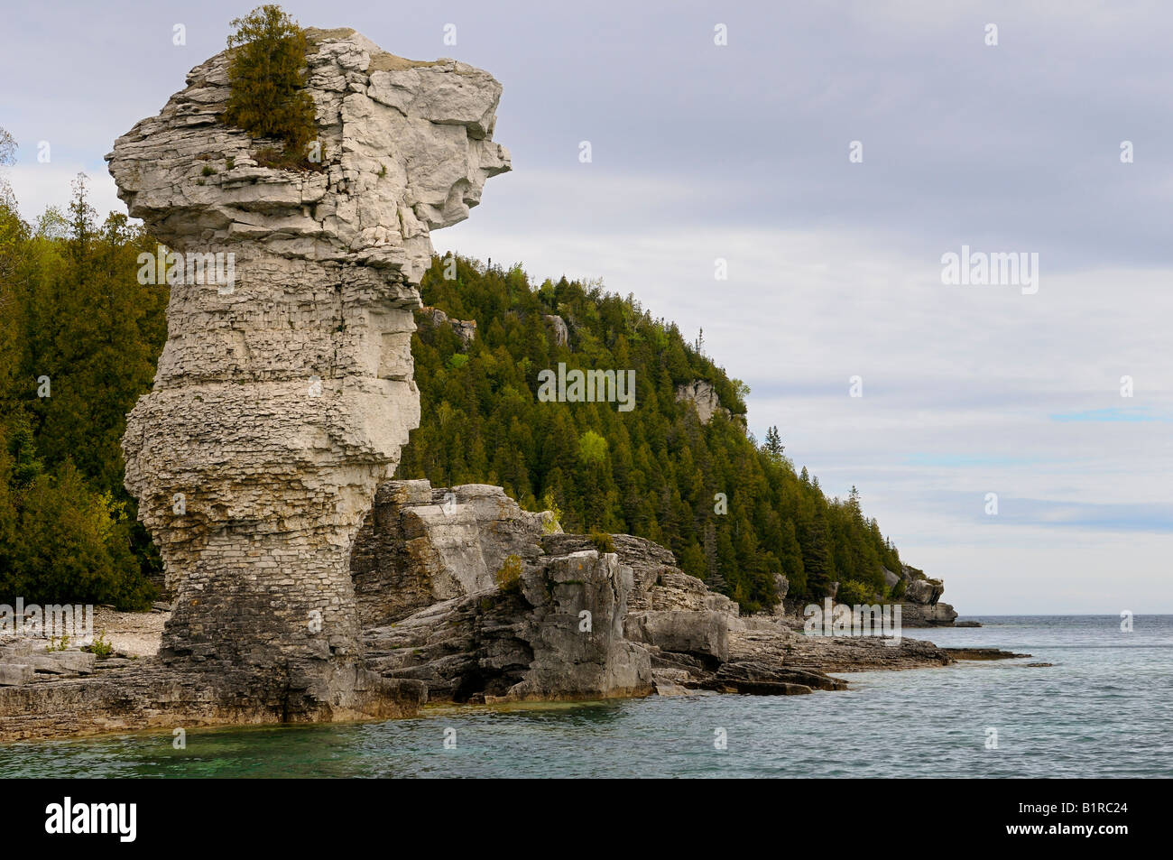 Faccia del profilo in grande vaso di fiori in vaso isola Bruce Peninsula Ontario Foto Stock