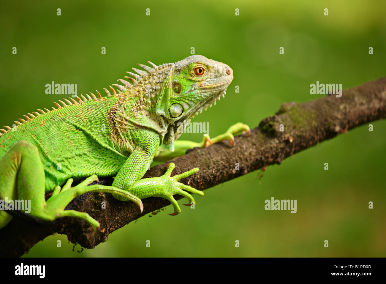 Iguana su un ramo Foto Stock