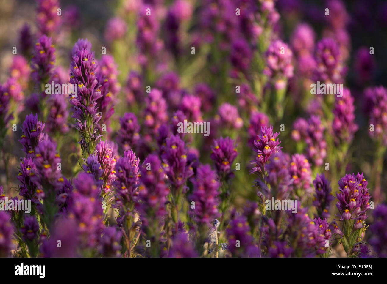 Il Gufo viola s Clover Castilleja exserta nel Parco Regionale delle Montagne di McDowell vicino alla fontana colline al di fuori di Phoenix in Arizona Foto Stock