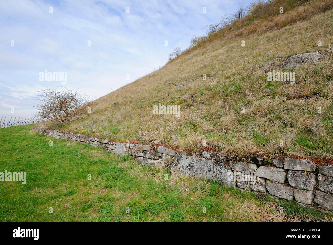 Asciugare la parete in pietra in corrispondenza di un lato di montagna in un comprensorio viticolo da Stoccarda, Baden-Wuerttemberg, Germania, Europa Foto Stock