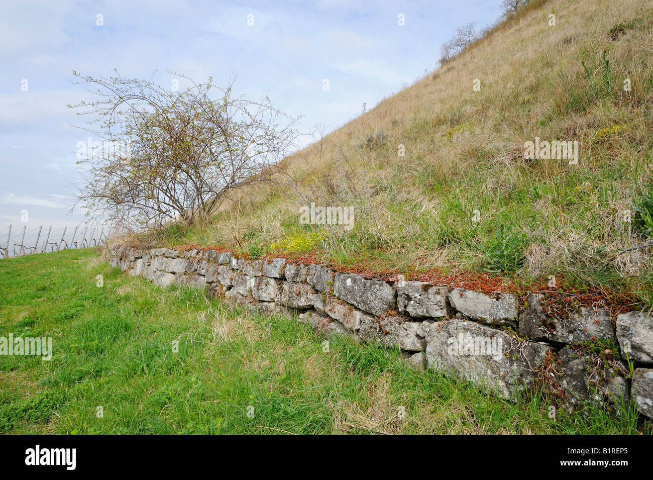 Asciugare la parete in pietra in corrispondenza di un lato di montagna in un comprensorio viticolo da Stoccarda, Baden-Wuerttemberg, Germania, Europa Foto Stock