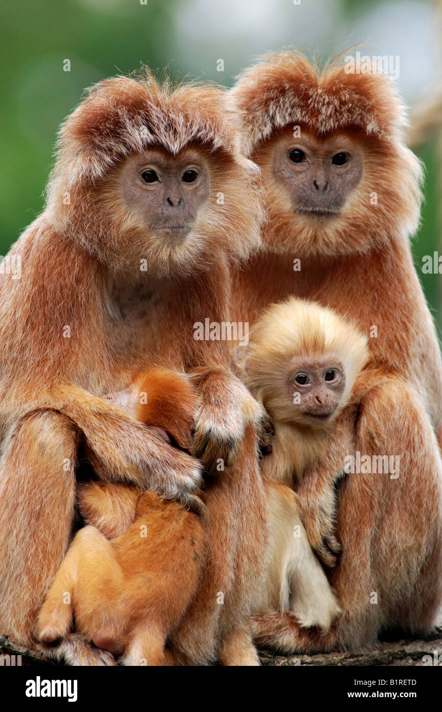 Costellata di ebano o Lutung Javan orientale Langur (Trachypithecus auratus auratus), le femmine con i giovani Foto Stock