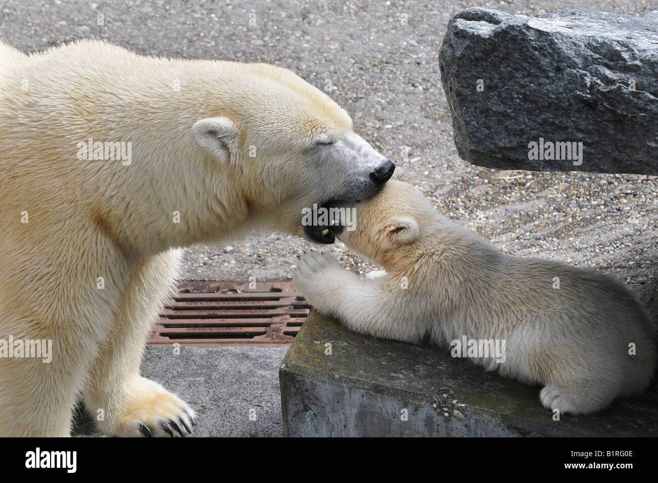 Polar Bear Cub Wilbaer e madre Corinna durante la loro prima apparizione pubblica, Zoo di Wilhelma a Stoccarda, Baden-Wuerttemberg, Foto Stock