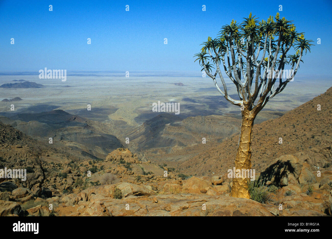 Faretra Tree (Aloe dichotoma), Brandberg, Namibia, Africa Foto Stock