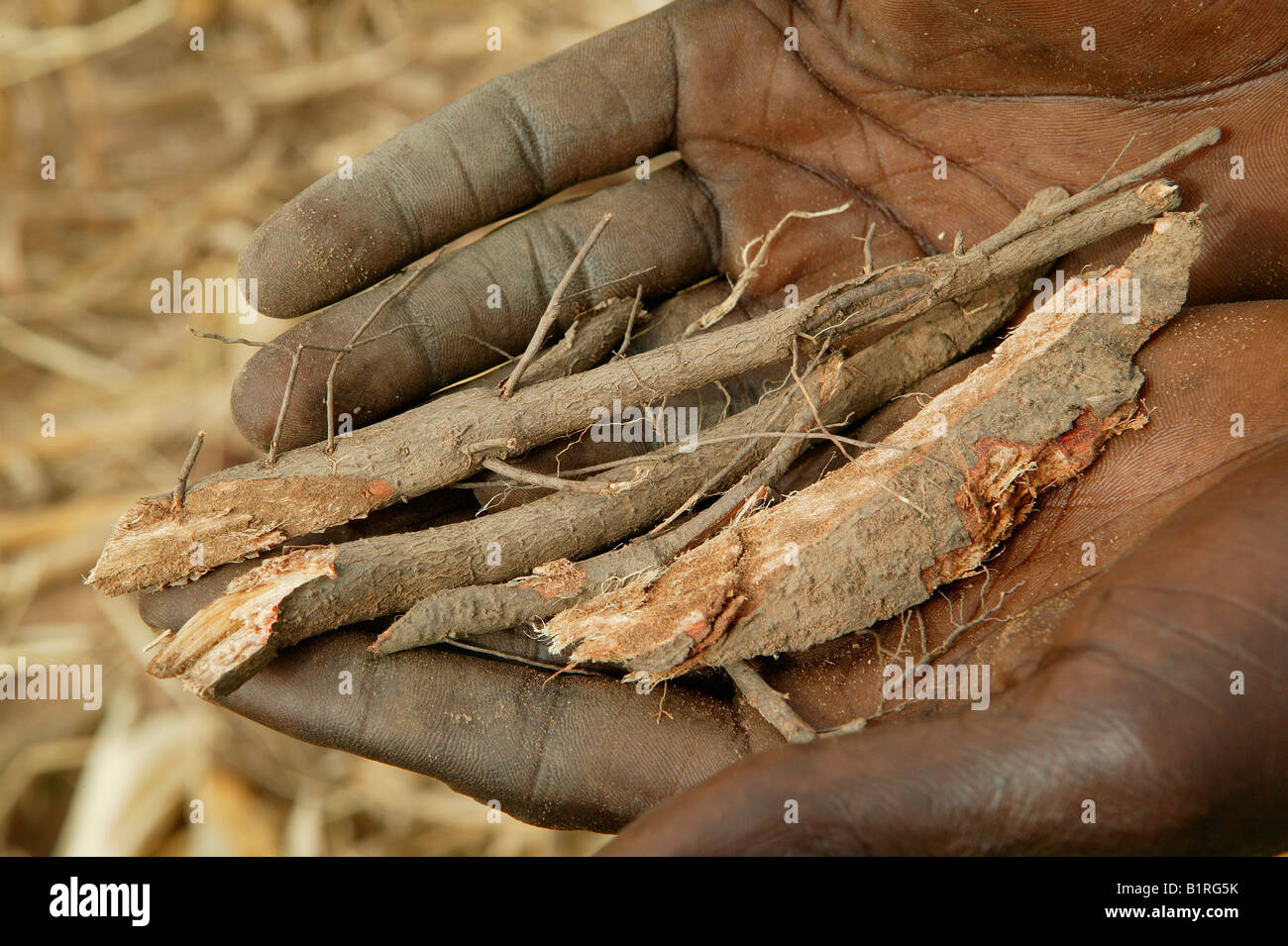 La raccolta di piante medicinali, Houssere Faourou, Camerun, Africa Foto Stock