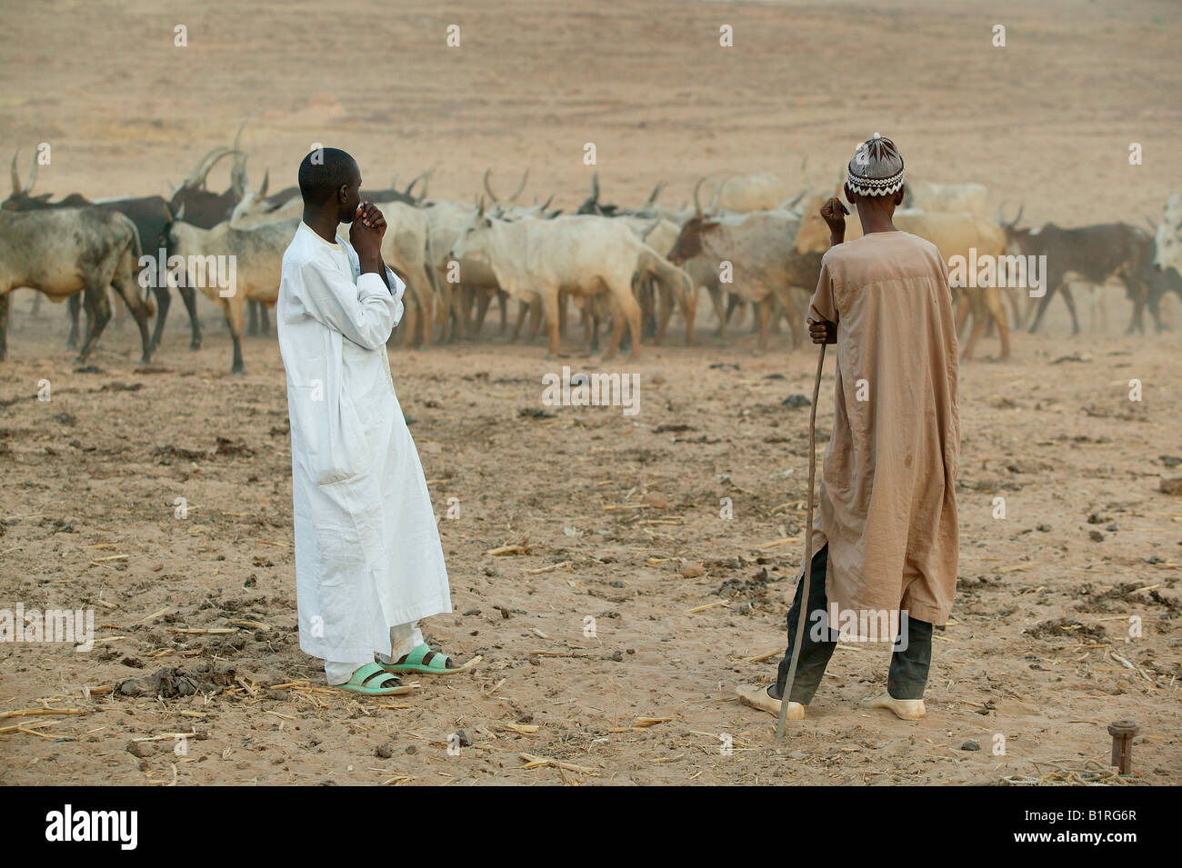 Pastori tendendo una mandria di zebu (Bos primigenius indicus) Foto Stock