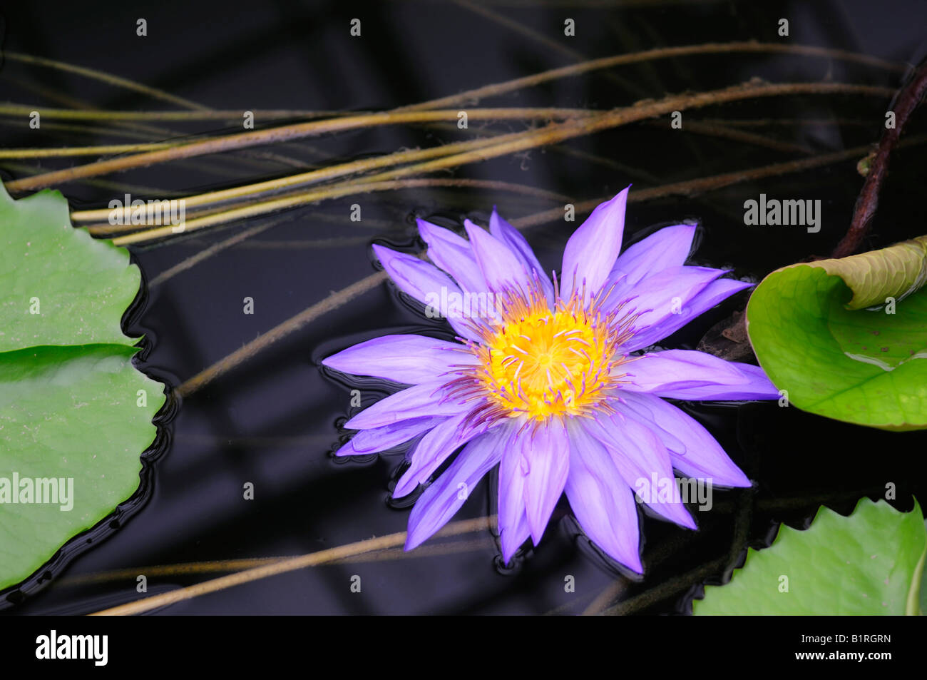 Blu Ninfea pigmea (Nymphaea colorata), viola blossom Foto Stock