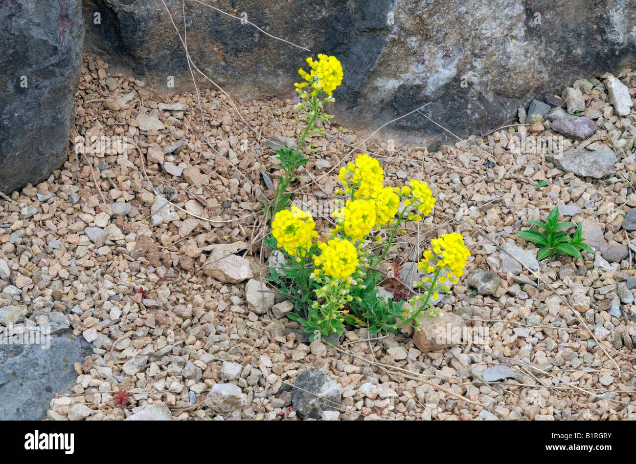 Mountain Madwort (Alyssum montanum) cresce su una roccia, piante alpine Foto Stock