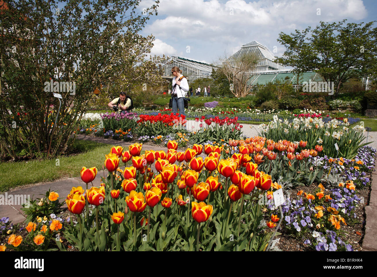 Fioritura di tulipani (Tulipa), Giardino Botanico, Monaco di Baviera, Baviera, Germania, Europa Foto Stock