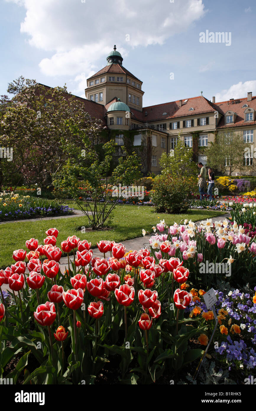 Fioritura di tulipani (Tulipa), Giardino Botanico, Monaco di Baviera, Baviera, Germania, Europa Foto Stock