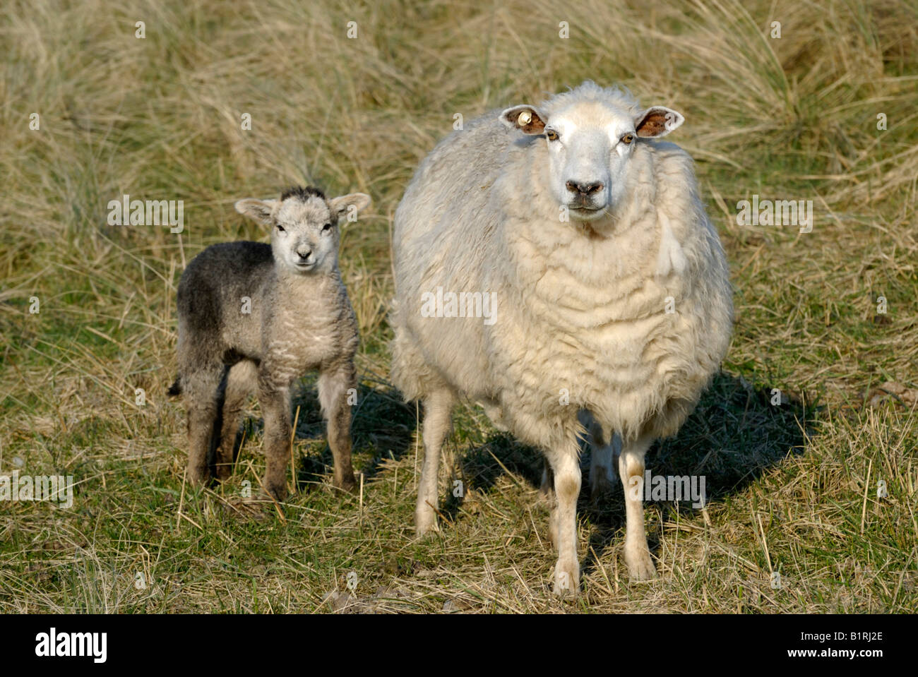 Due gli animali domestici delle specie ovina (Ovis orientalis aries), per Pecora con agnello Foto Stock
