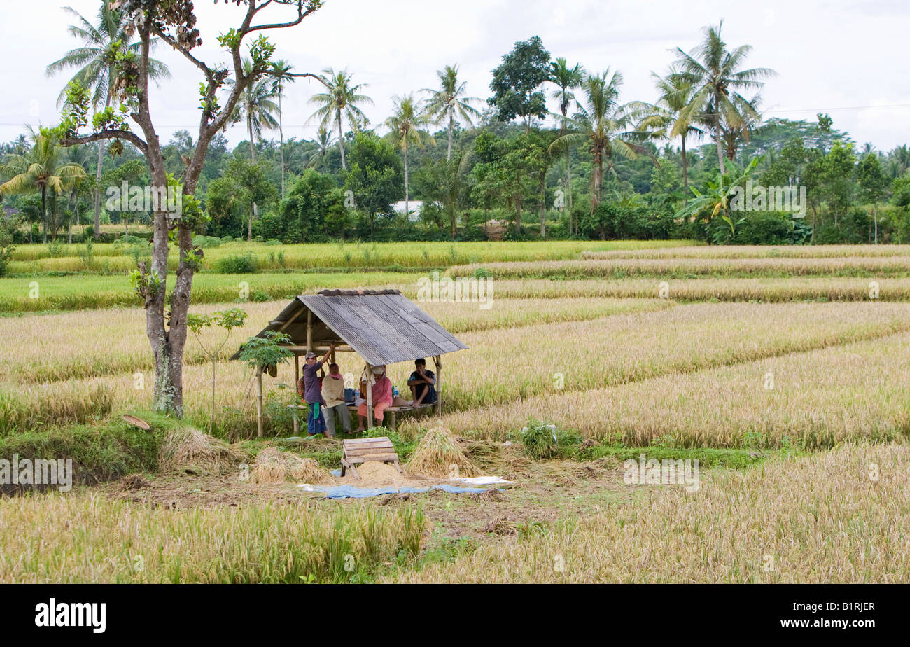 Coltivatori di riso prendendo una pausa in una piccola capanna dietro le piante di riso e riso, Isola di Lombok, Lesser Sunda Islands, Indonesia, Asia Foto Stock