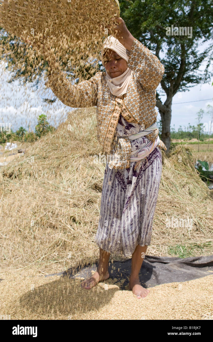 Donna di riso di vagliatura in modo che la lolla di riso è separato dal riso dal vento, Isola di Lombok, Lesser Sunda Islands, Indonesia Foto Stock
