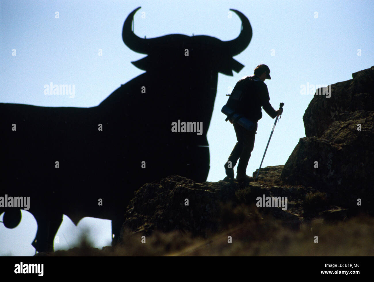 Pellegrini su St James Way, Pellegrino accanto a un toro, Burgos, Castilla e Leon, Spagna, Europa UE Foto Stock