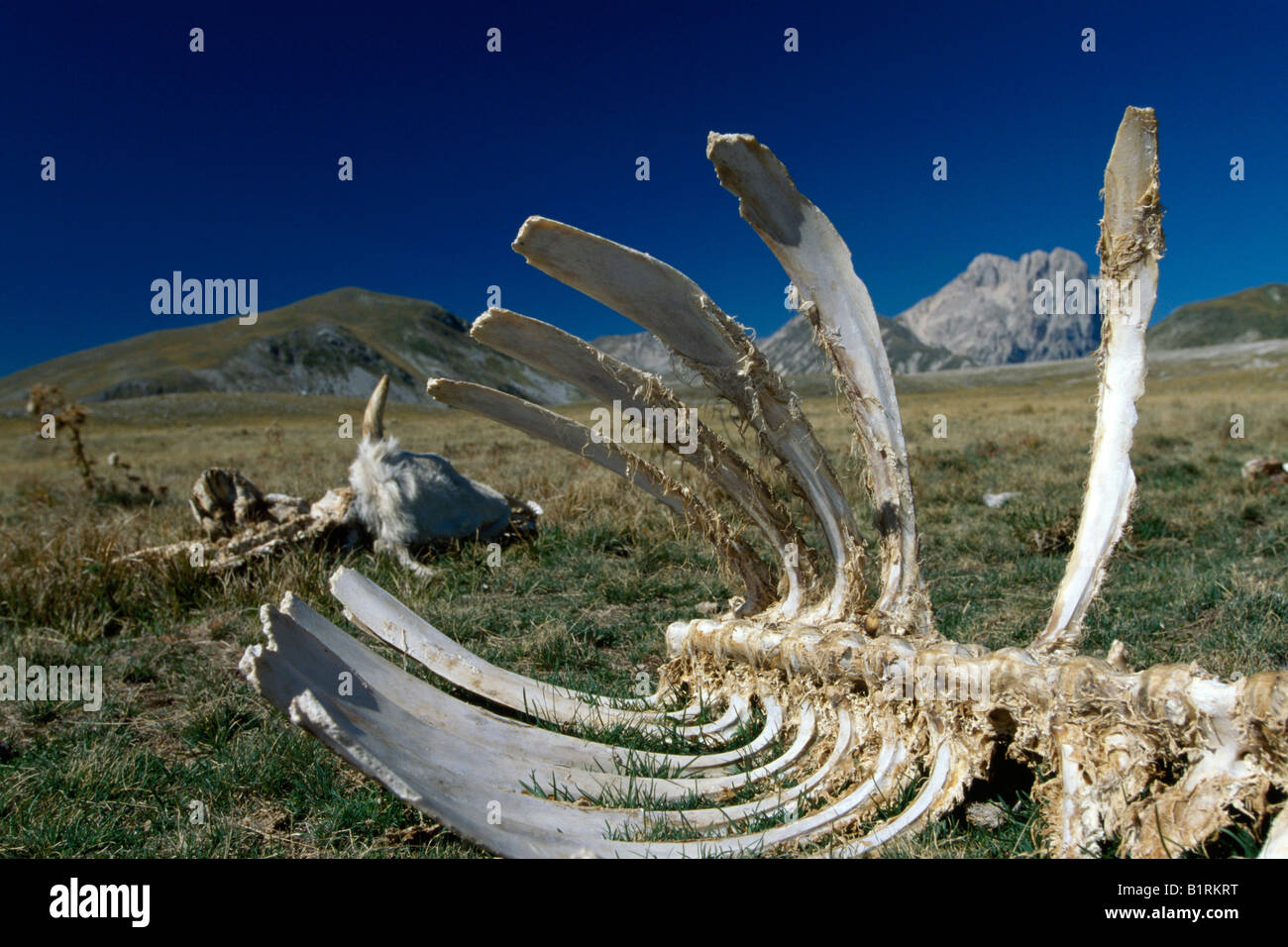 Il Corno Grande, Campo Imperatore, Abruzzo, Italia Foto Stock