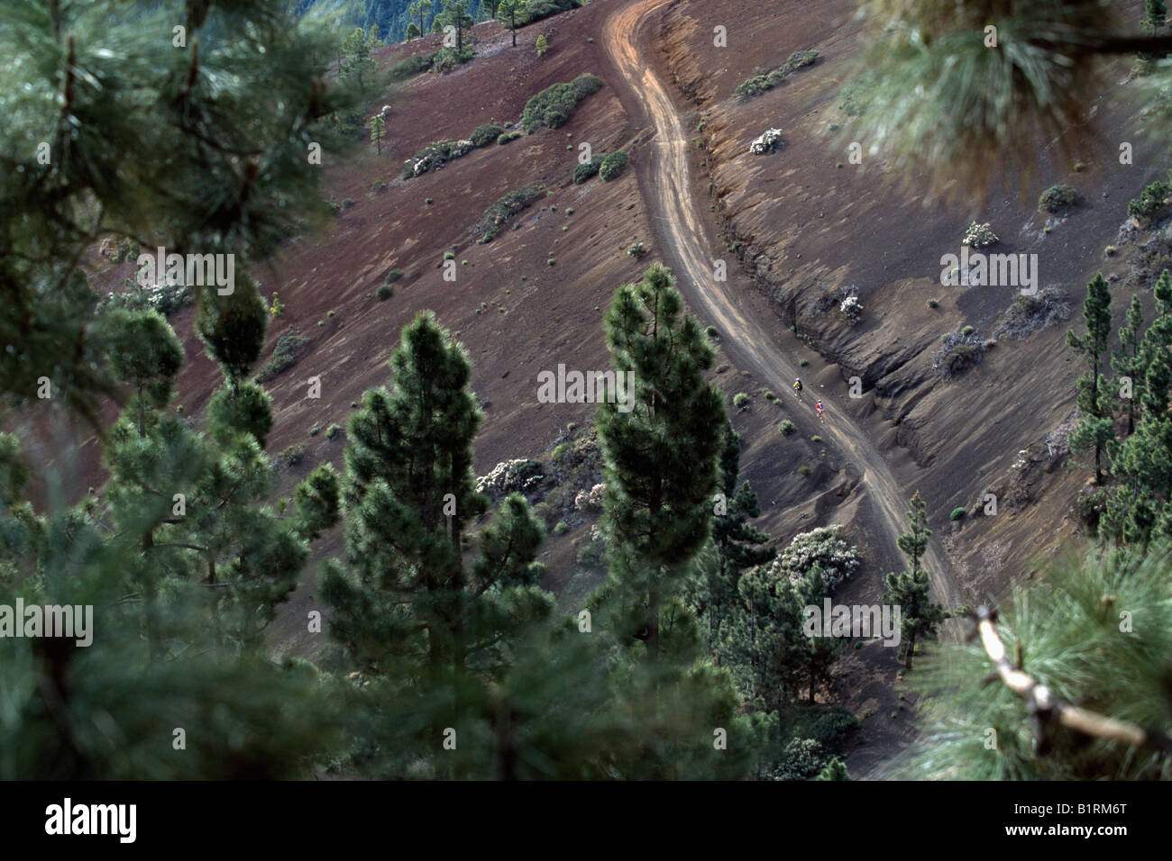 Il Teide montagne, Tenerife, Isole Canarie, Spagna Foto Stock