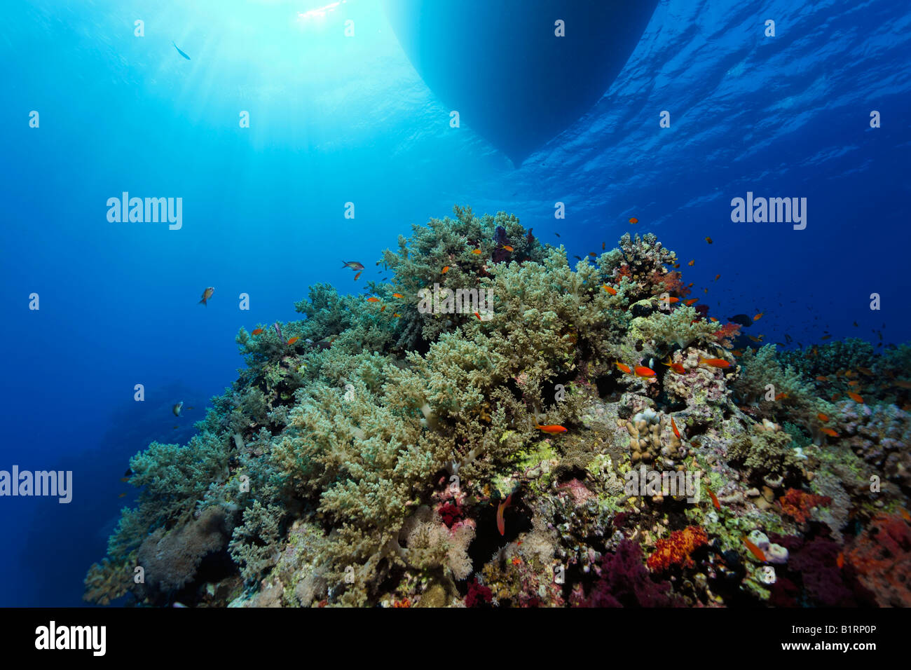Silhouette di una barca diving e reef ridge ricoperta con diversi coralli, Hurghada, a Sharm el Sheik, Mar Rosso, Egitto, Africa Foto Stock
