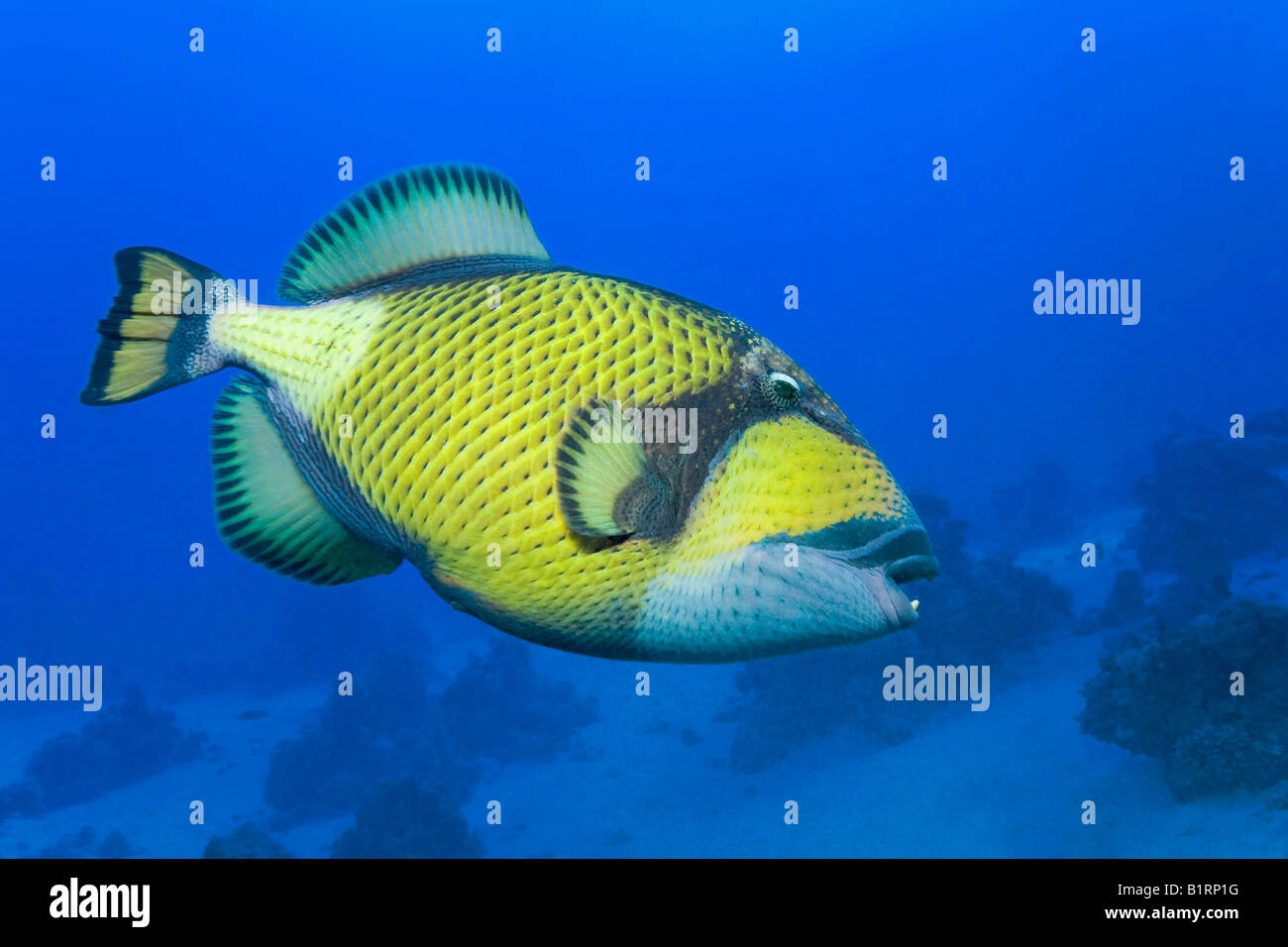 Pesce Grilletto Immagini e Fotos Stock - Alamy