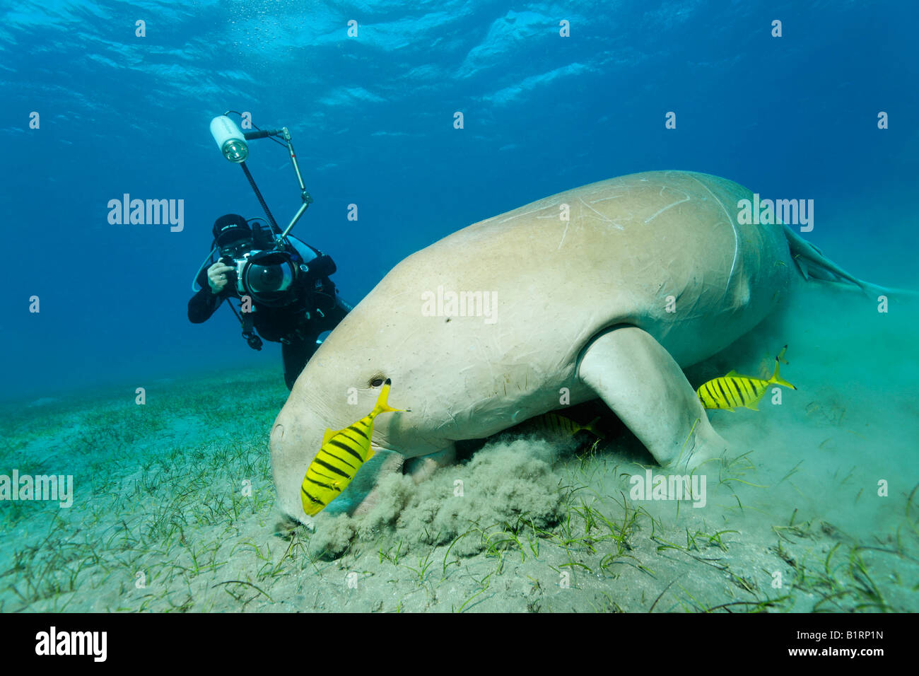 Dugong (Dugong dugon) e due Carango pesce (Gnathanodon speciosus), Shaab Marsa Alam, Mar Rosso, Egitto, Africa Foto Stock