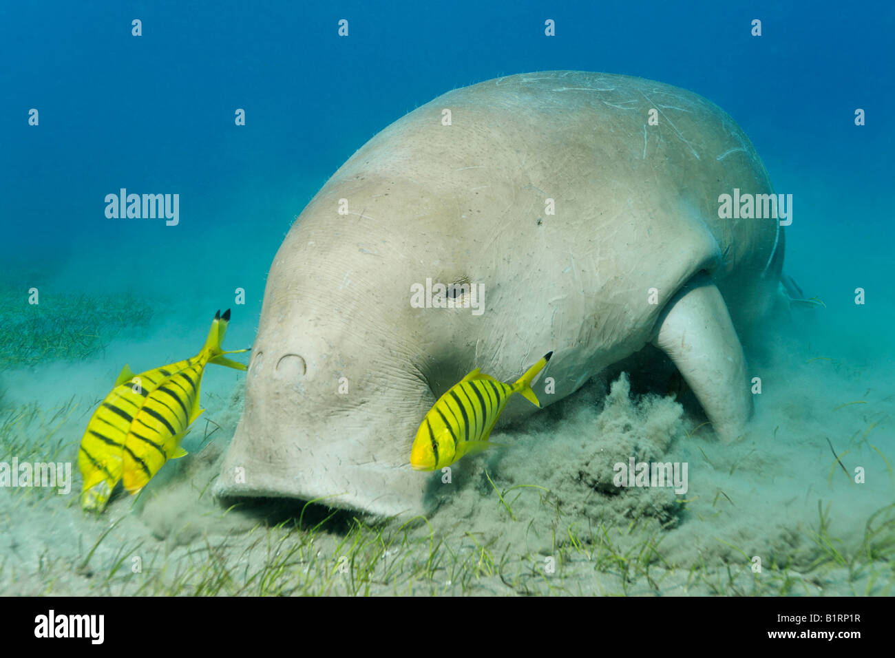 Dugong (Dugong dugon) e tre Carango pesce (Gnathanodon speciosus), Shaab Marsa Alam, Mar Rosso, Egitto, Africa Foto Stock