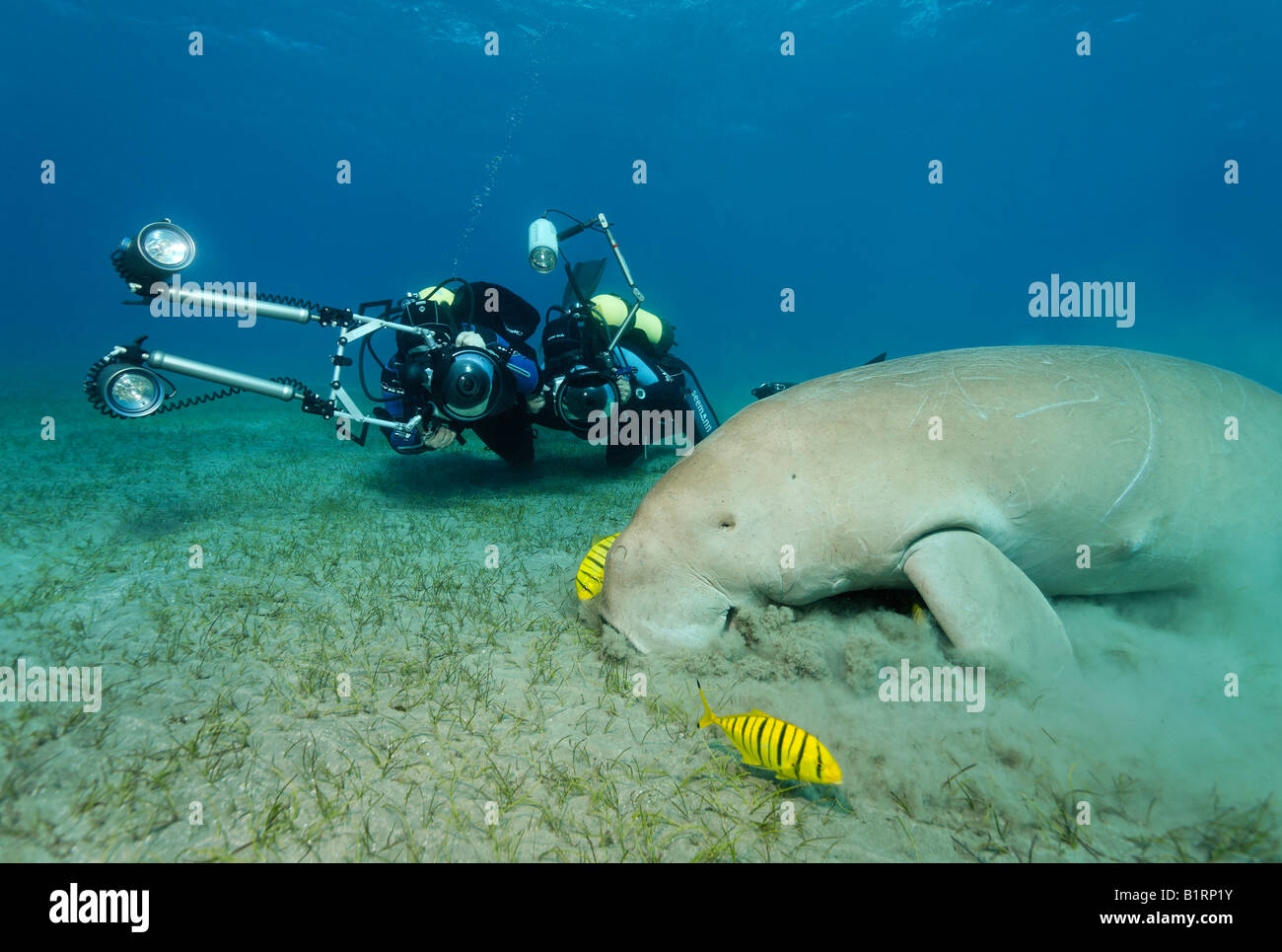 Dugong (Dugong dugon) e due Carango pesce (Gnathanodon speciosus), Shaab Marsa Alam, Mar Rosso, Egitto, Africa Foto Stock