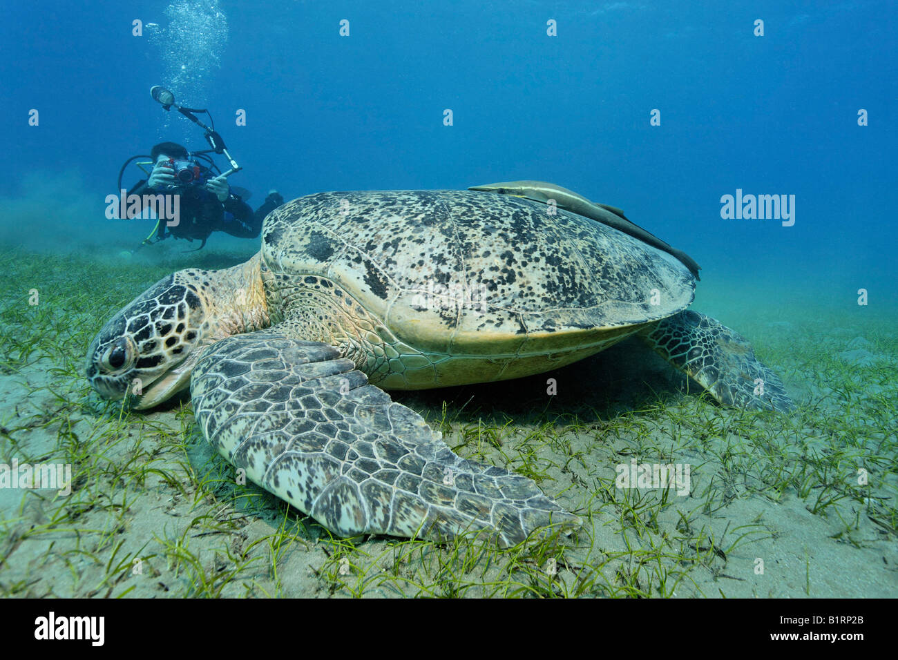 Fotografo subacqueo di scattare una foto di una tartaruga verde (Chelonia Mydas) con suckerfish, Hurghada, Mar Rosso, Egitto, Afri Foto Stock