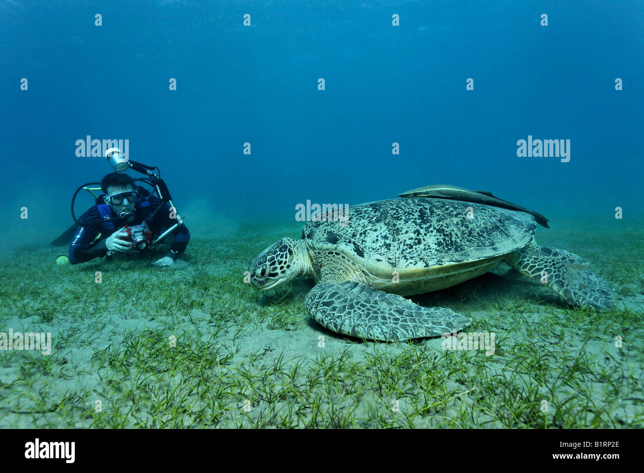 Fotografo subacqueo di scattare una foto di una tartaruga verde (Chelonia Mydas) con suckerfish, Hurghada, Mar Rosso, Egitto, Afri Foto Stock