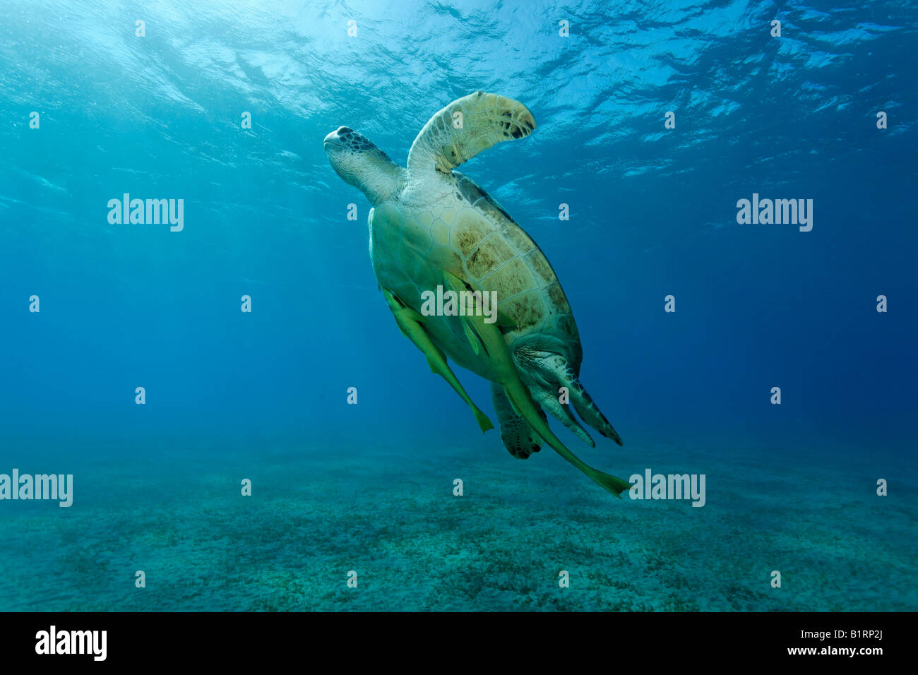 Tartaruga Verde (Chelonia Mydas) e suckerfish nuoto verso la superficie per respirare, Hurghada, Mar Rosso, Egitto, Africa Foto Stock